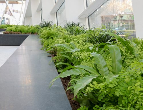 Biophilic Designs Needed For a Healthier Work Environment