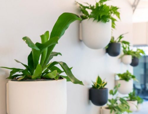 Wallscaping 101: Design Tips for Your DIY Plant Wall