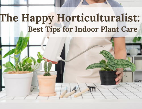 Best Tips for Indoor Plant Care