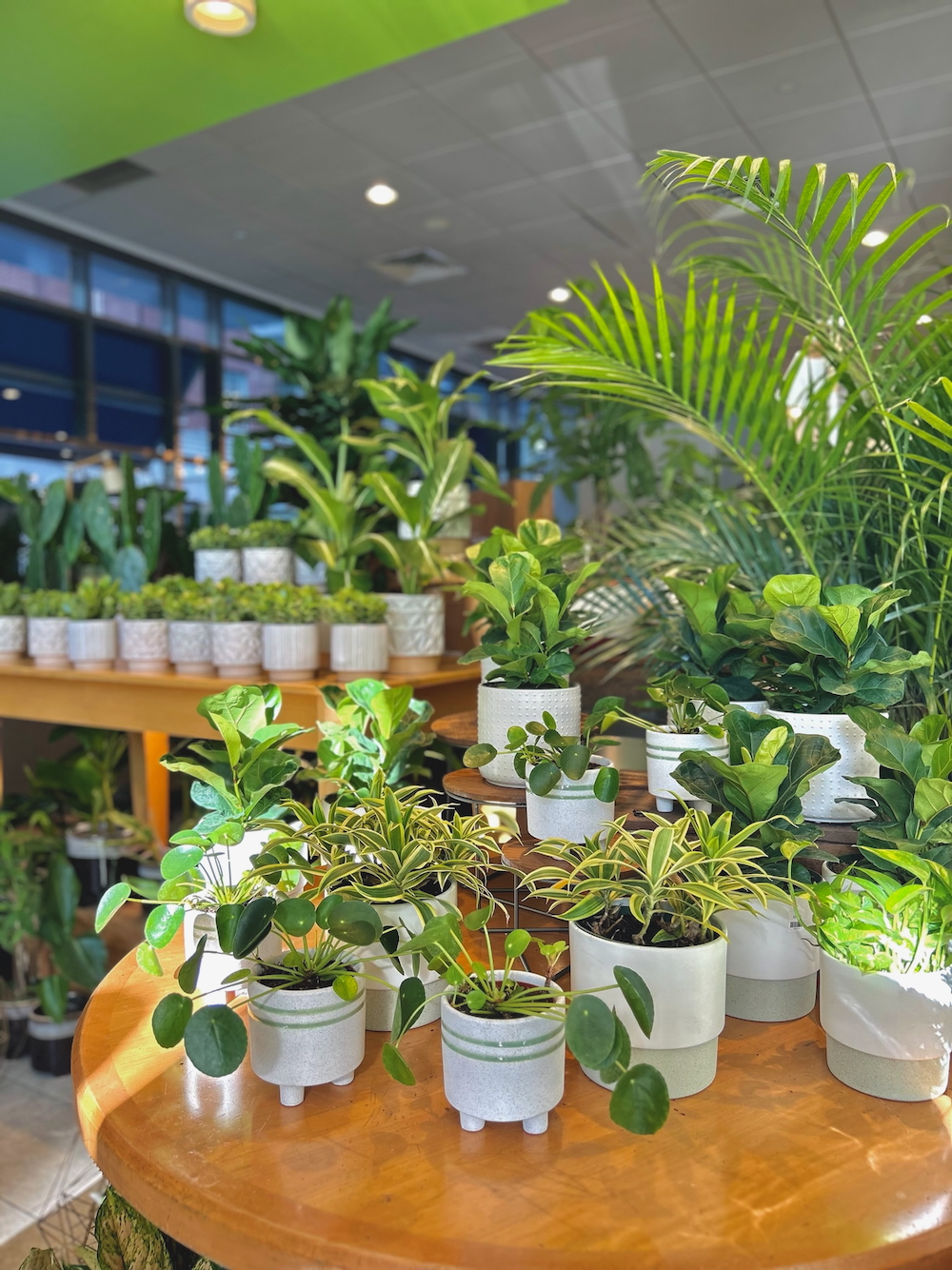 sprout plant shop