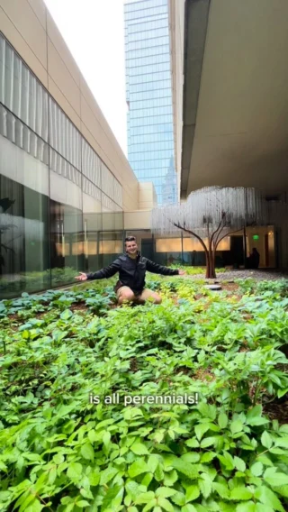 We love planting with perennials because they’re sustainable, cost-effective, and low-maintenance. Come on-site with Yanni to talk care, sun, and blooms at our perennial installs around Boston.

For periwinkle, we recommend planting them with a border to keep their spread in check. Research the perennials that are native to you for long-term success and growth. Happy planting! 🌱