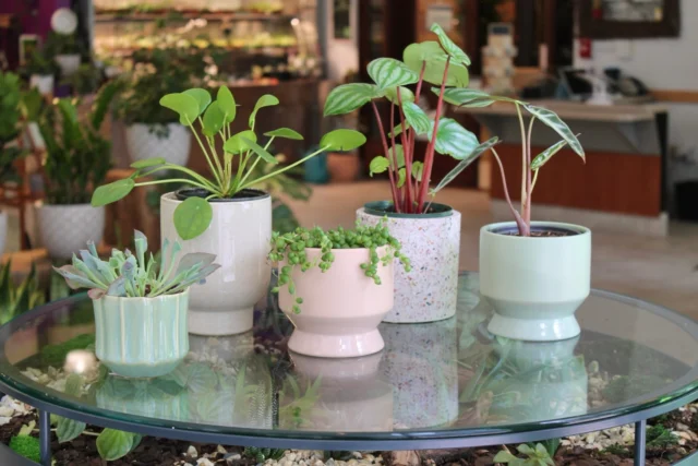 Happy June! 🌈 Come by our shop for…
1. Our favorite spring plant + pot combos
2. Newest carnivorous addition 🍽️
3. String of everything !!! Hearts, pearls, turtles, and tears
4. The most perfect Thai constellation we’ve ever seen
5. Cutie stickers!