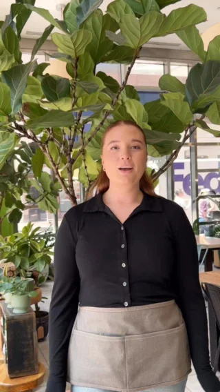 Caring for a fiddle leaf fig is easy, it’s all about understanding the leaves and adapting your care 💧